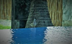 bali bhuana beach cottage