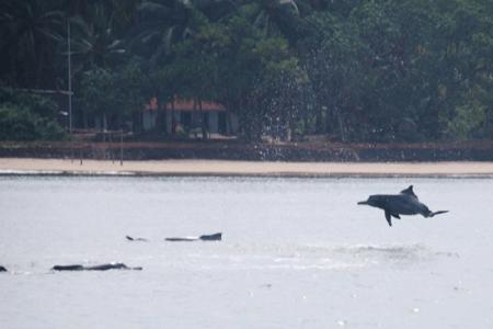 Mayekar's Holiday Home, Chivla Beach, Malvan,India>>Malvan,1 star