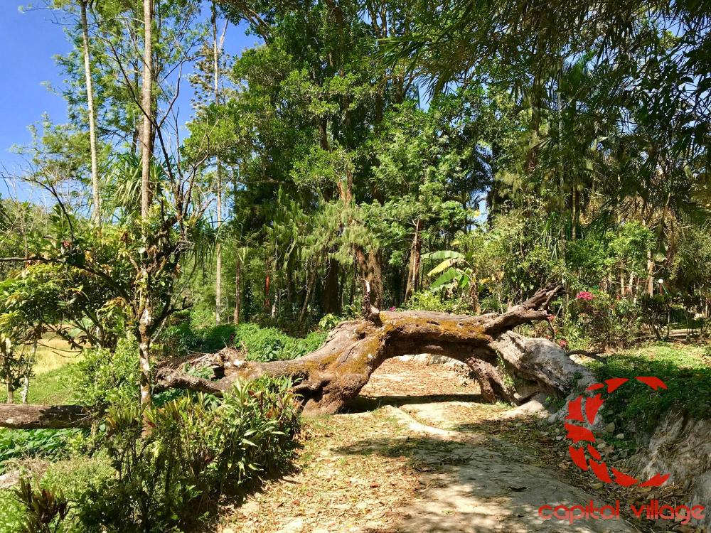 coorg