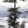 shimla