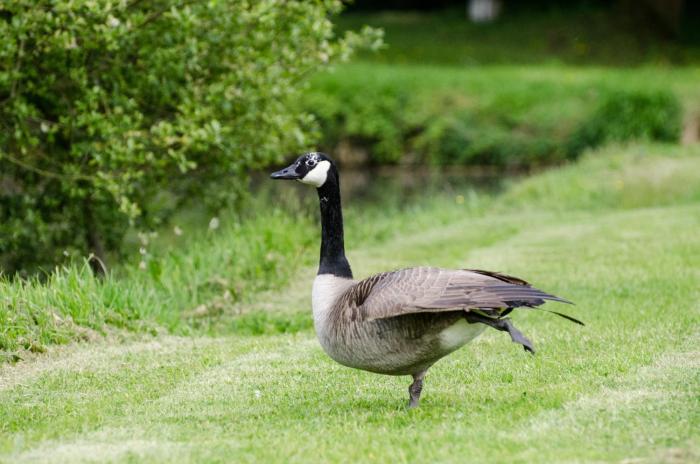 chateau de la motte beaumanoir