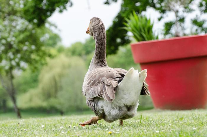 chateau de la motte beaumanoir