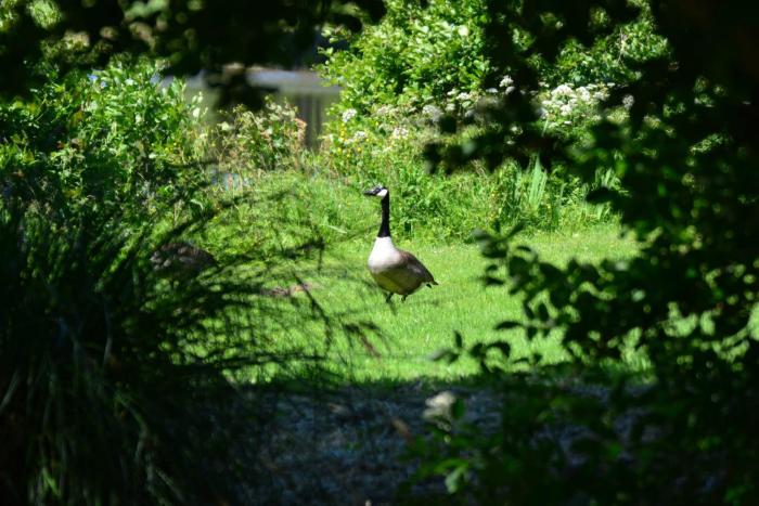 chateau de la motte beaumanoir