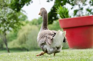 chateau de la motte beaumanoir