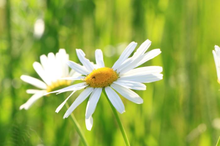 sankt margarethen im lungau