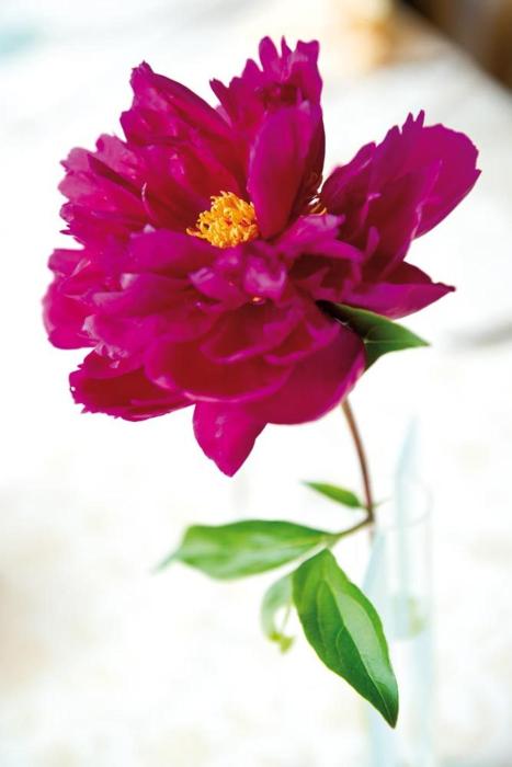 hotel gasthof roessle