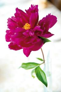 hotel gasthof roessle