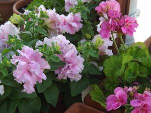 paradise holiday bungalows