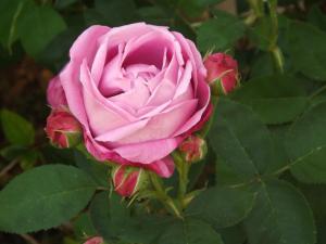 paradise holiday bungalows