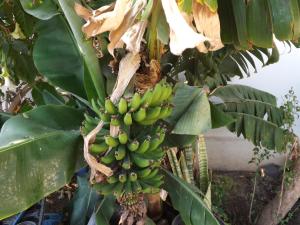 paradise holiday bungalows