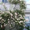 an english garden bed and breakfast