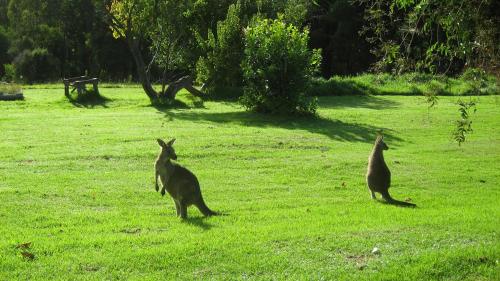 lorne bush house cottages and eco retreats