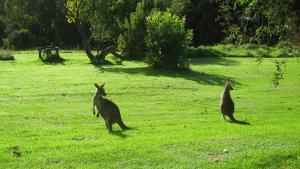 lorne bush house cottages and eco retreats
