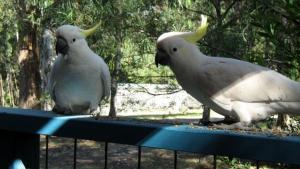 lorne bush house cottages and eco retreats