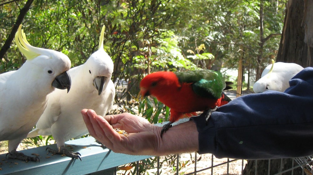 lorne bush house cottages and eco retreats