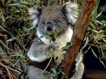 lorne bush house cottages and eco retreats