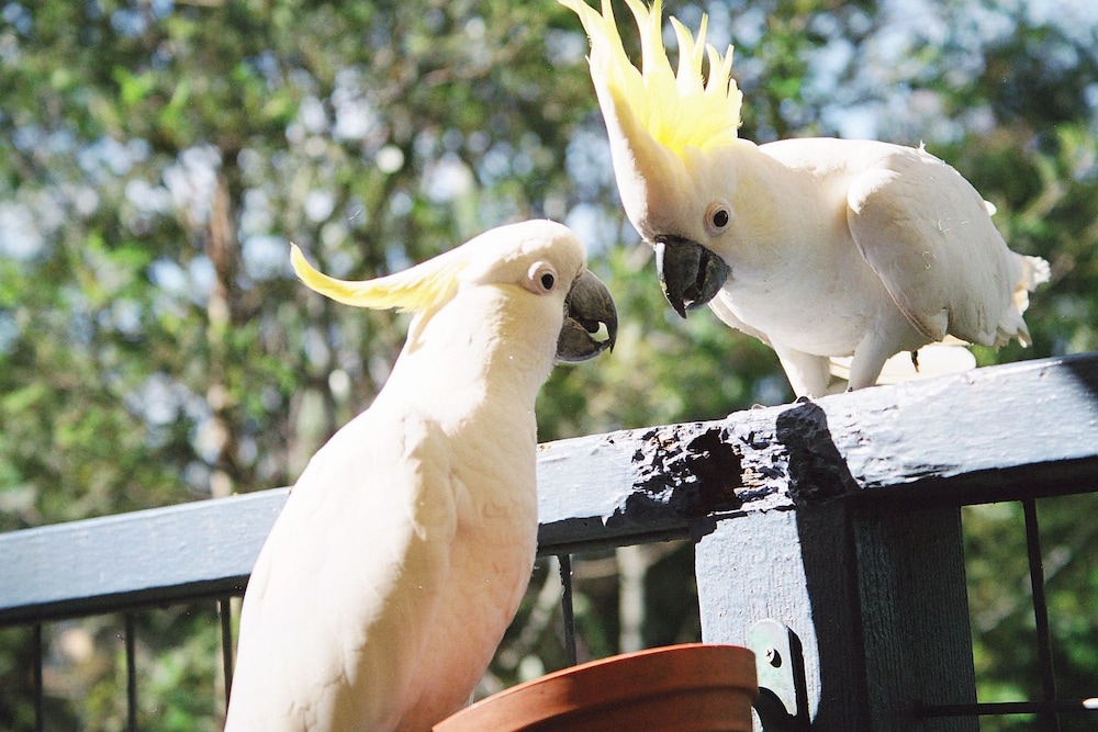 lorne bush house cottages and eco retreats