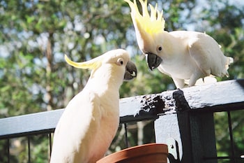 lorne bush house cottages and eco retreats