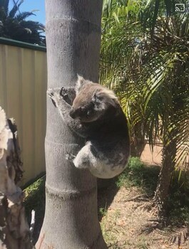 Corlette Palms Motor Inn,Byron Bay>>Anna Bay,3 star