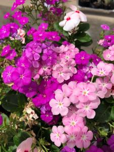 tamworth central motel