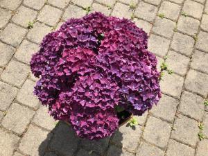 apartmenthaus zeuthen