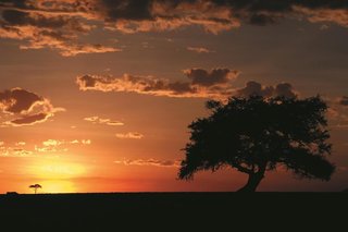Fairmont Mara Safari Club,Maasai Mara>>Aitong,4 star