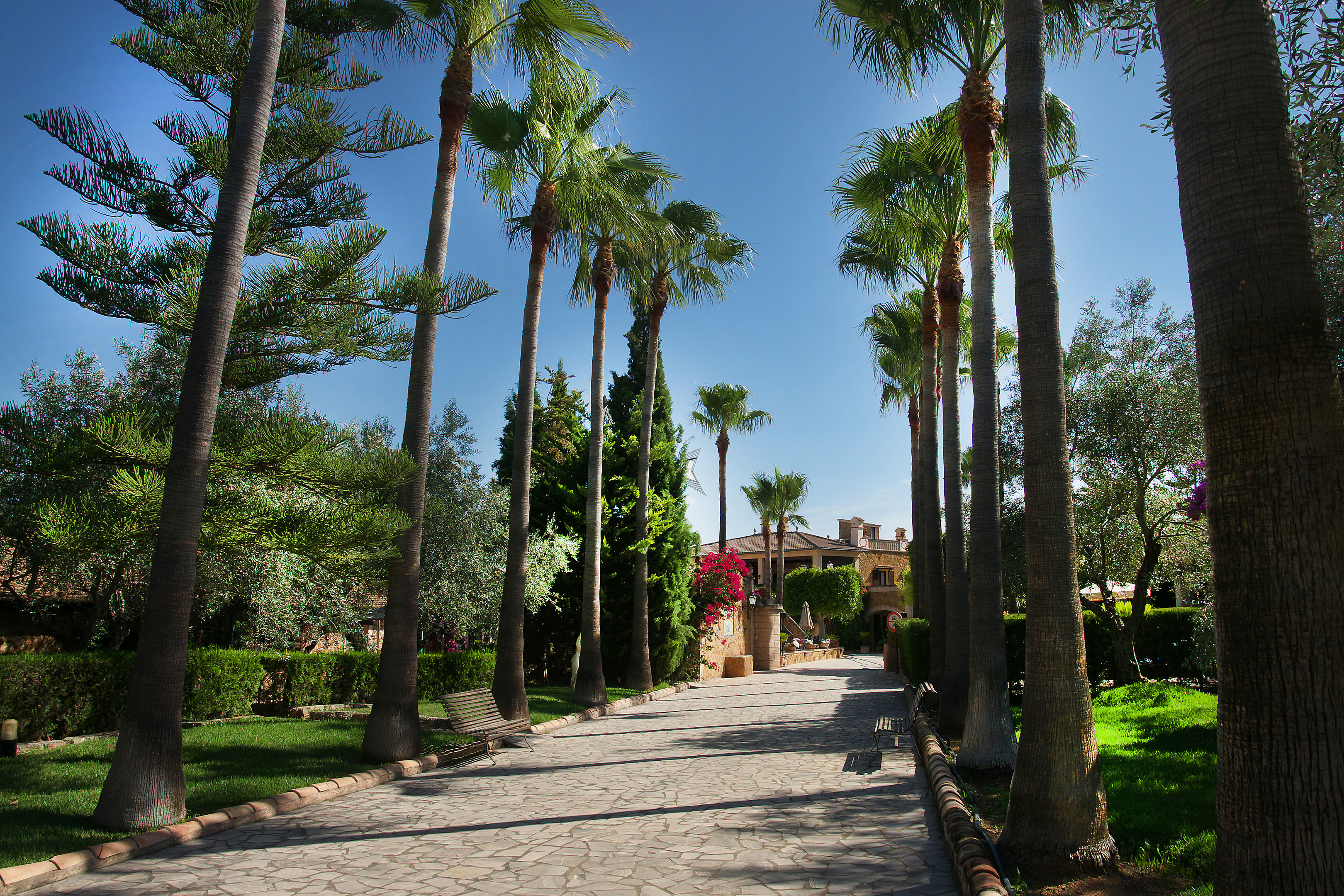 palma de mallorca