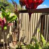 God's Peace Of Maui,Kahala>>Haliimaile,1 star