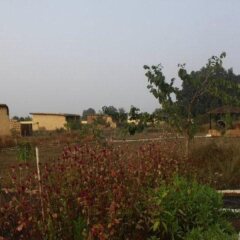 kanha