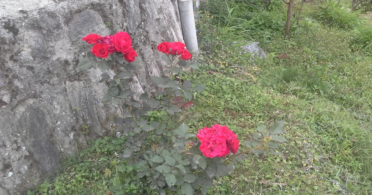 gangtok