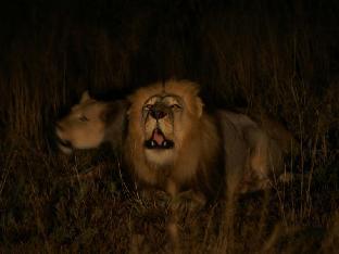 thaba tsweni lodge and safaris