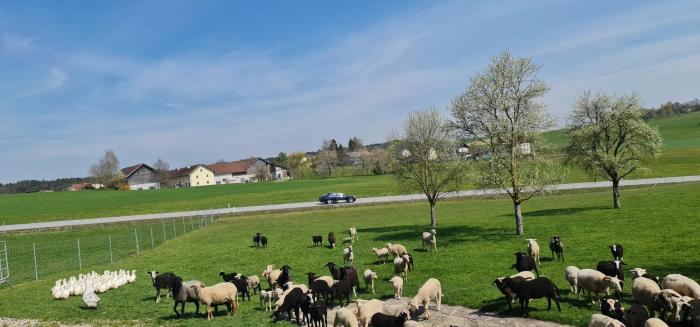 landgasthof entenwirt tarsdorf
