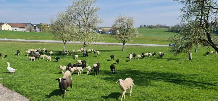 landgasthof entenwirt tarsdorf