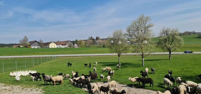 tarsdorf