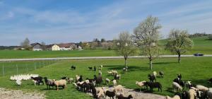 landgasthof entenwirt tarsdorf