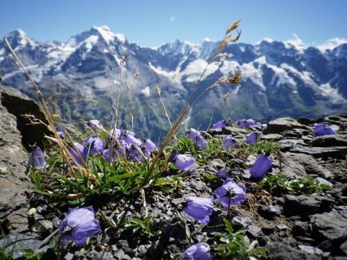 pension gimmelwald