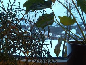 alpenblick schattwald