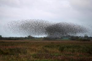Reiterhof Wollesen,Nordfriesland>>Braderup,3 star