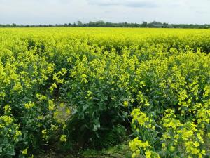 Reiterhof Wollesen,Nordfriesland>>Braderup,3 star