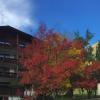 Alpinhotel Zirbenhof,Innsbruck>>Curon Venosta,3 star