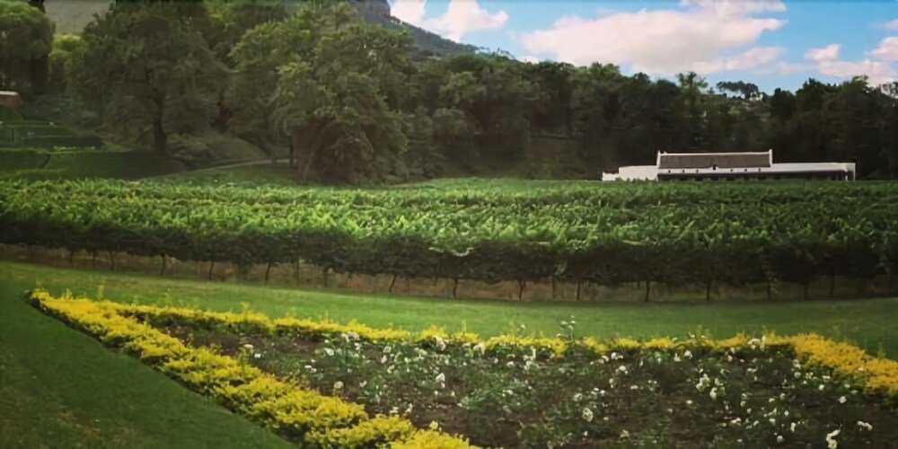 molenvliet vineyards