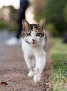 De Bergkant,Prince Albert>>Oudtshoorn,4 star