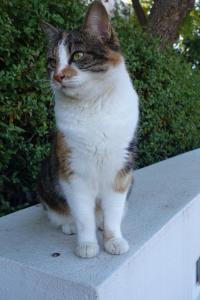 De Bergkant,Prince Albert>>Oudtshoorn,4 star