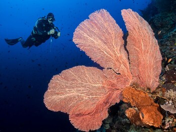 murex manado dive resort