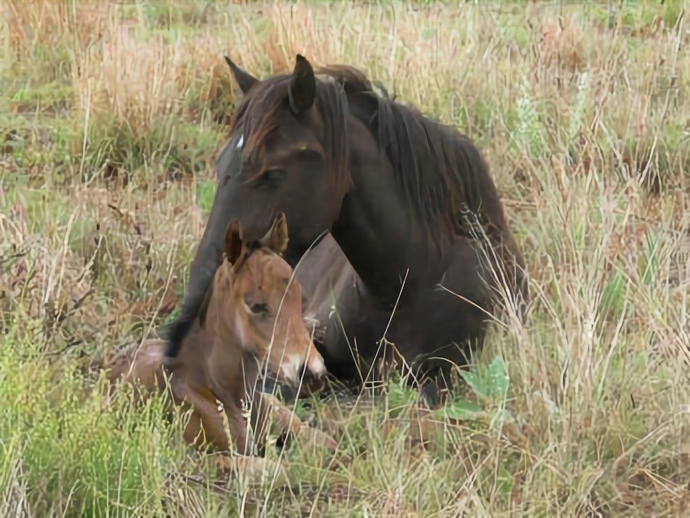 abloom bush lodge and spa retreat