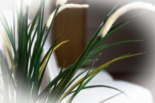 loncle pere habitacions