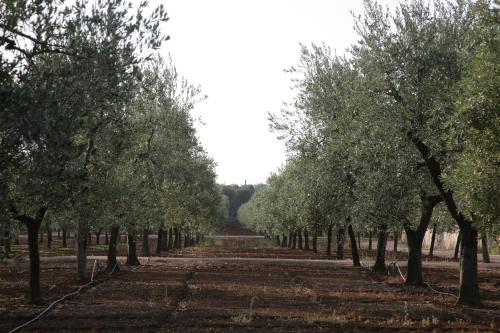 masseria san martino