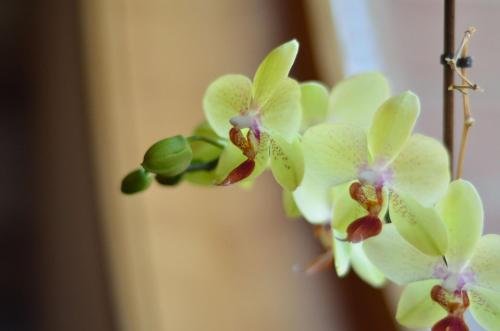 hotel restaurant gonduzo