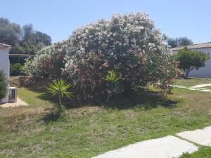 resort baia cea