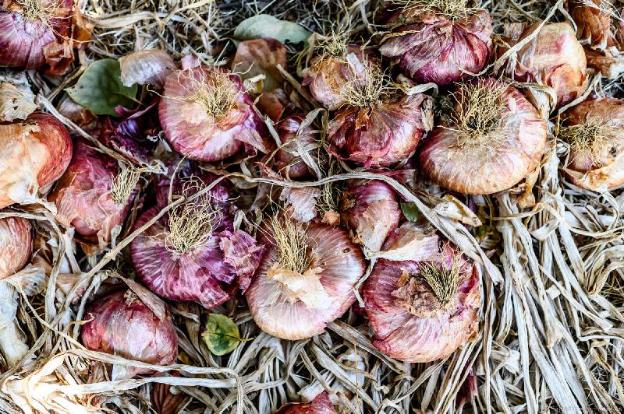 agriturismo vultaggio